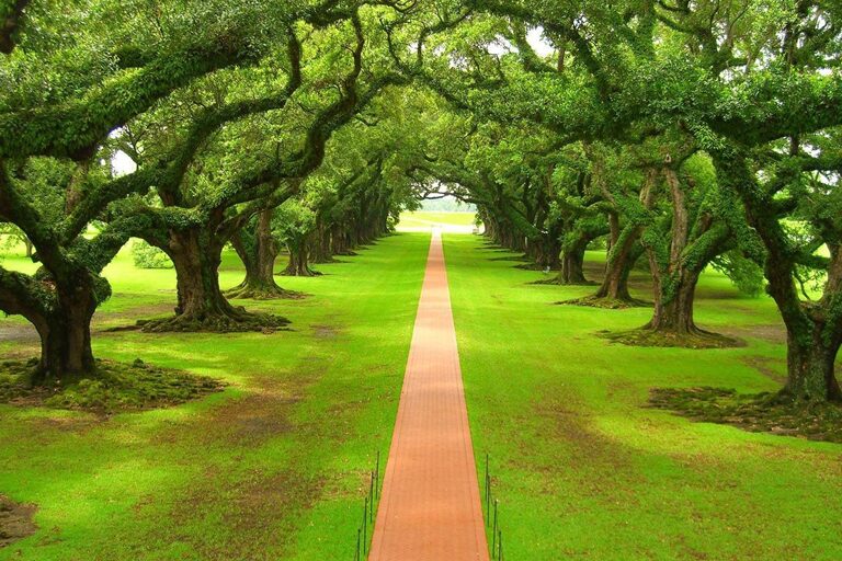 A clear, straight tree-lined path representing a clear utilities solution